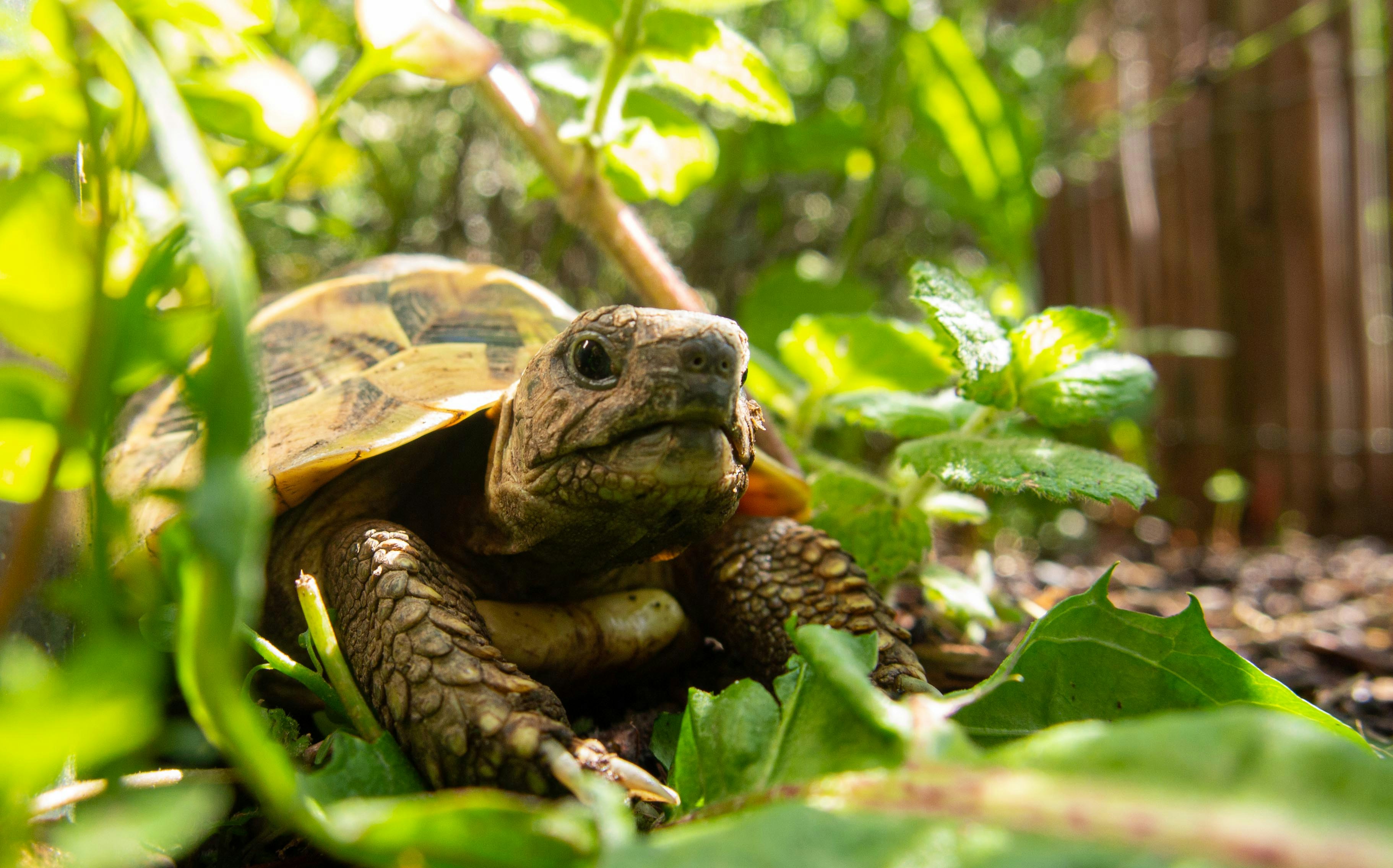 A turtle moving through green plants in warm sunlight.